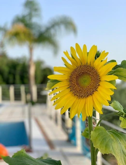 Marine'S Lux Villa:Golden Sunset Каламата Екстериор снимка